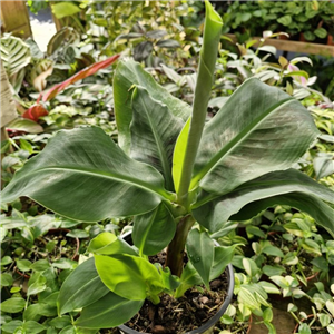 Musa Acuminata 'Dwarf Cavendish'